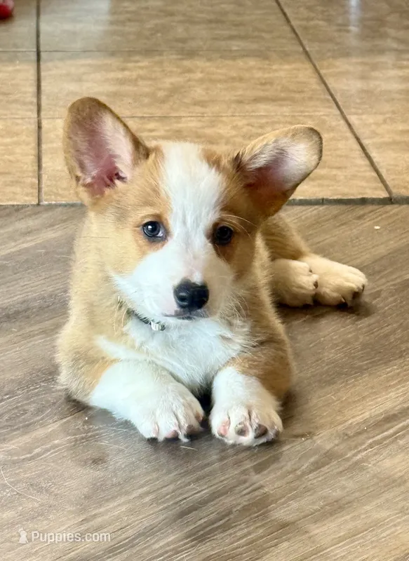 Mater – Pembroke Welsh Corgi puppy for sale in Phoenix, AZ