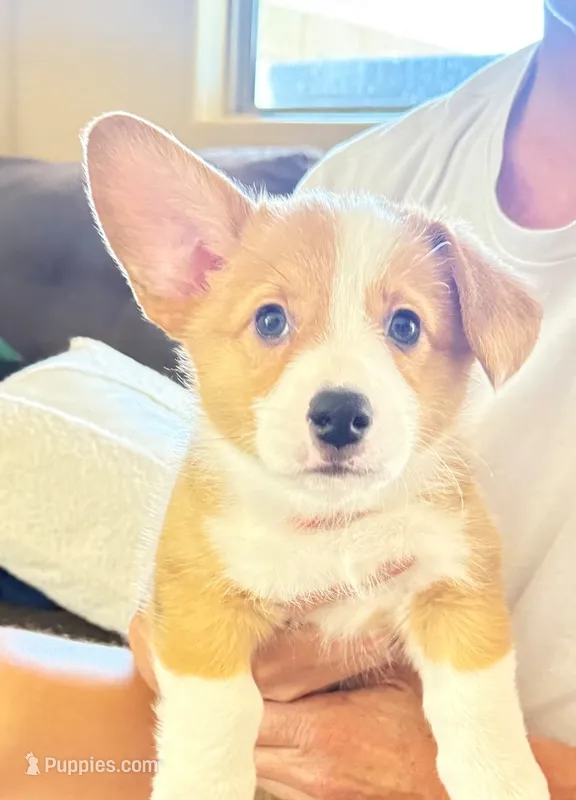 Cruz – Pembroke Welsh Corgi puppy for sale in Phoenix, AZ