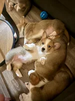 Sally, a female Pembroke Welsh Corgi for sale in Phoenix, AZ – 3 of 3