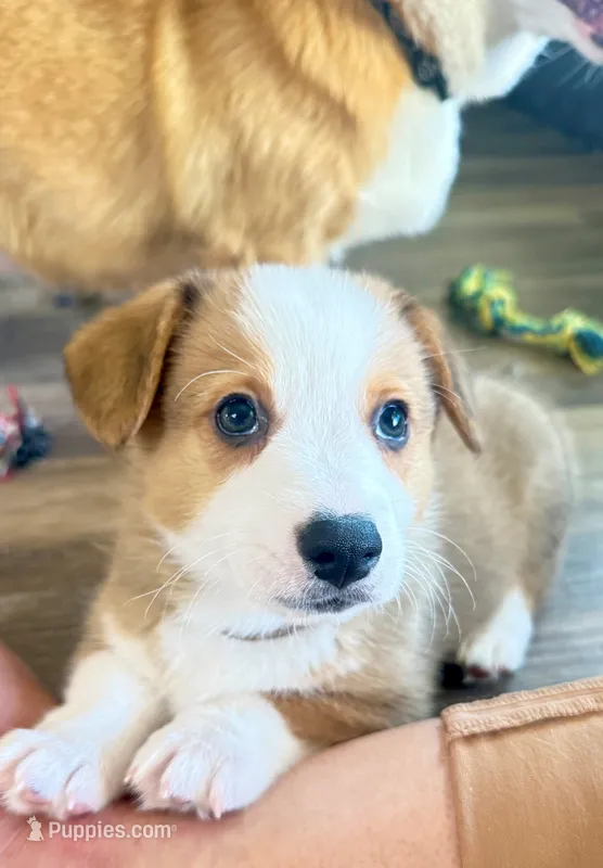 Mater – Pembroke Welsh Corgi puppy for sale in Phoenix, AZ