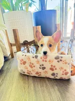 Sally , a female Pembroke Welsh Corgi for sale in Phoenix, AZ – 3 of 3