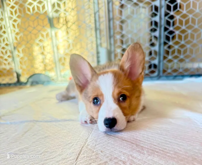 Sally – Pembroke Welsh Corgi puppy for sale in Phoenix, AZ
