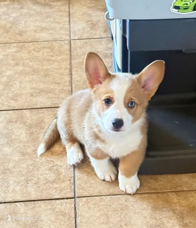 Smokey – Pembroke Welsh Corgi puppy for sale in Phoenix, AZ