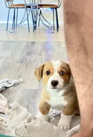 Sarge, a female Pembroke Welsh Corgi for sale in Phoenix, AZ – 1 of 3