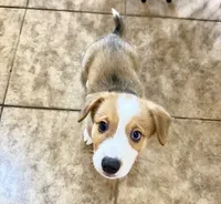 Sarge, a female Pembroke Welsh Corgi for sale in Phoenix, AZ – 3 of 3