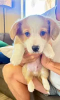 Mater, a male Pembroke Welsh Corgi for sale in Phoenix, AZ – 1 of 2
