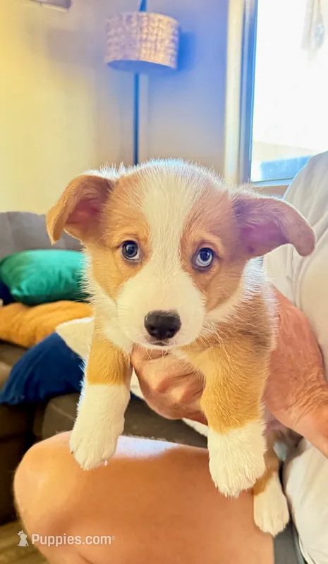 Smokey – Pembroke Welsh Corgi puppy for sale in Phoenix, AZ