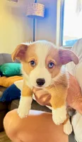 Smokey, a male Pembroke Welsh Corgi for sale in Phoenix, AZ – 1 of 2