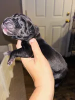 Purdy, a female Great Dane for sale in Ash Grove, MO – 1 of 2