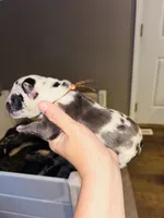 Pongo, a male Great Dane for sale in Ash Grove, MO – 3 of 3