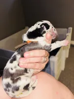 Pongo, a male Great Dane for sale in Ash Grove, MO – 2 of 3