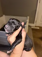 Thunder, a male Great Dane for sale in Ash Grove, MO – 2 of 2