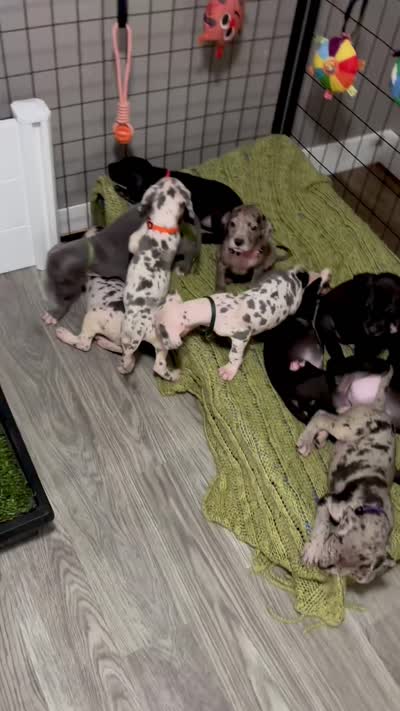 Lucky, a female Great Dane for sale in Ash Grove, MO – 4 of 4