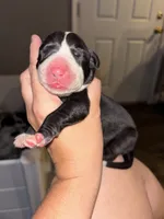 Jewel, a female Great Dane for sale in Ash Grove, MO – 2 of 2