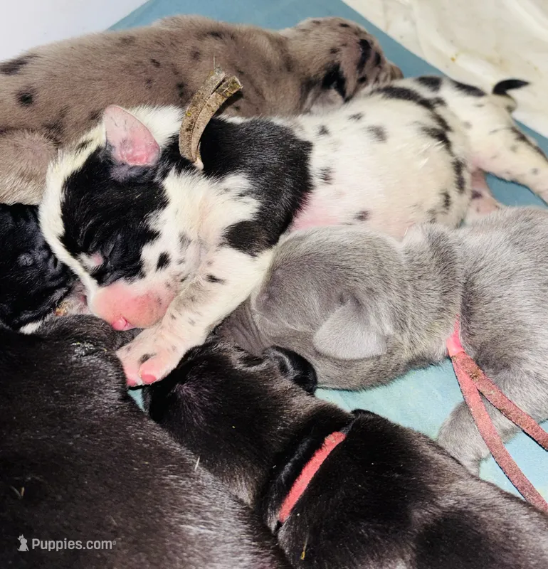 Dottie – Great Dane puppy for sale in Ash Grove, MO