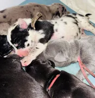 Dottie, a female Great Dane for sale in Ash Grove, MO – 1 of 5