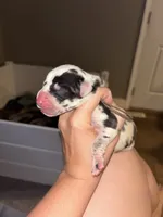 Dottie, a female Great Dane for sale in Ash Grove, MO – 4 of 5