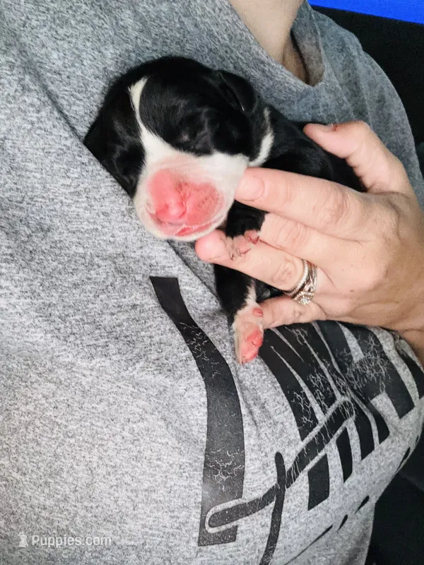 Jewel – Great Dane puppy for sale in Ash Grove, MO