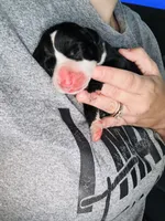 Jewel, a female Great Dane for sale in Ash Grove, MO – 1 of 2