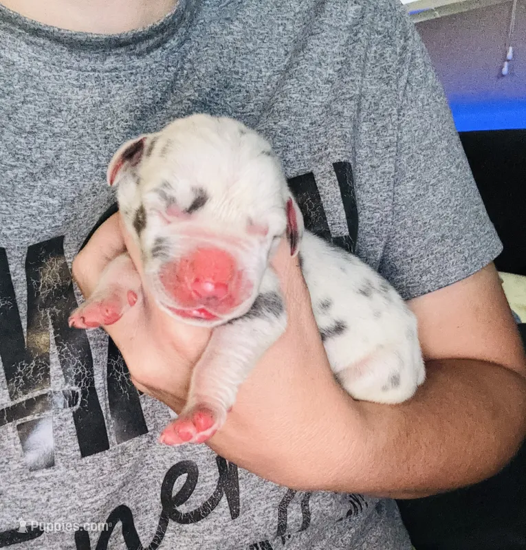 Domino – Great Dane puppy for sale in Ash Grove, MO