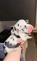 Dottie, a female Great Dane for sale in Ash Grove, MO – 3 of 5