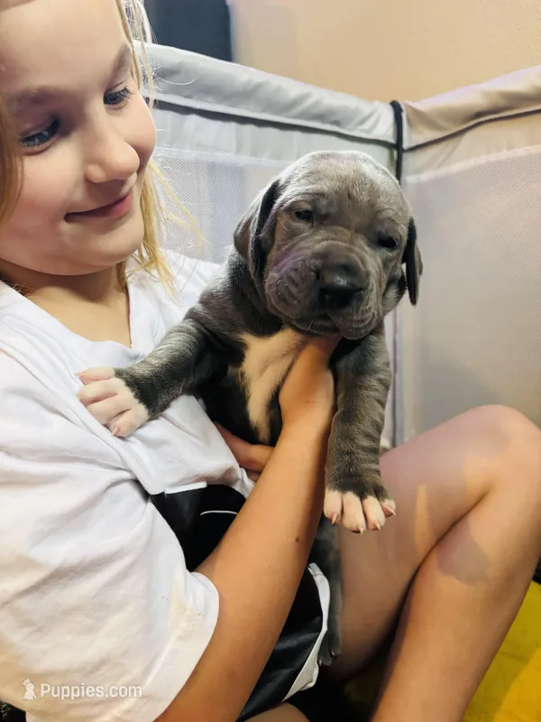 Daisy – Great Dane puppy on hold in Ash Grove, MO
