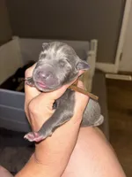 Dolly, a female Great Dane for sale in Ash Grove, MO – 2 of 3