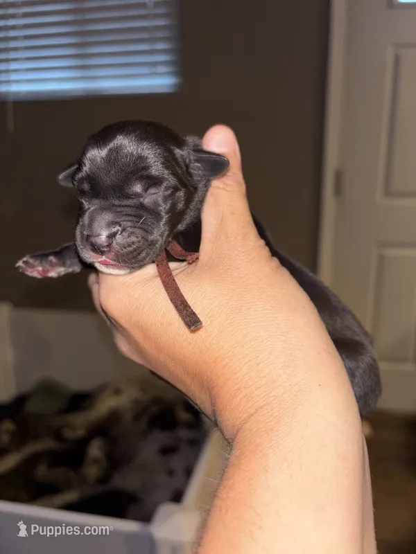 Lucky – Great Dane puppy for sale in Ash Grove, MO