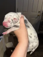 Domino, a male Great Dane for sale in Ash Grove, MO – 2 of 3