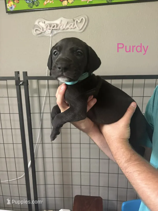 Purdy – Great Dane puppy for sale in Ash Grove, MO