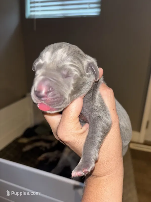 Rolly – Great Dane puppy for sale in Ash Grove, MO