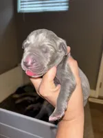 Rolly, a male Great Dane for sale in Ash Grove, MO – 1 of 3