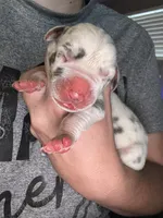 Domino, a male Great Dane for sale in Ash Grove, MO – 3 of 3