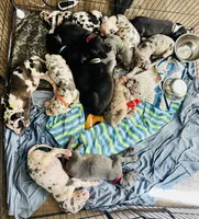 Lucky, a female Great Dane for sale in Ash Grove, MO – 3 of 4