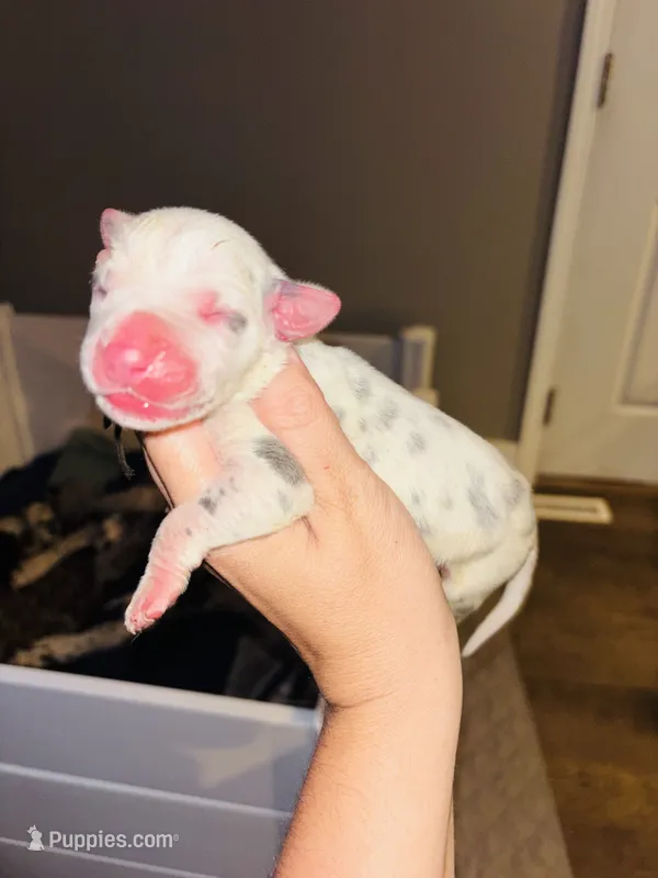 Two Tone – Great Dane puppy for sale in Ash Grove, MO