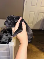 Purdy, a female Great Dane for sale in Ash Grove, MO – 2 of 2