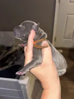 Dolly, a female Great Dane for sale in Ash Grove, MO – 1 of 3