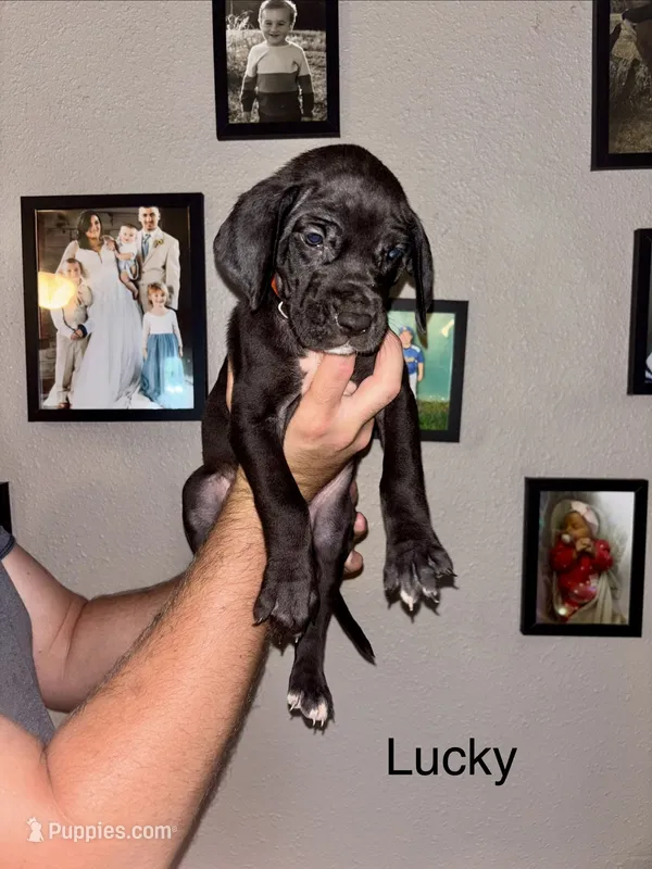 Lucky – Great Dane puppy for sale in Ash Grove, MO