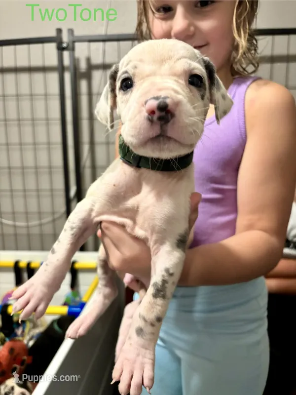 Two Tone – Great Dane puppy for sale in Ash Grove, MO