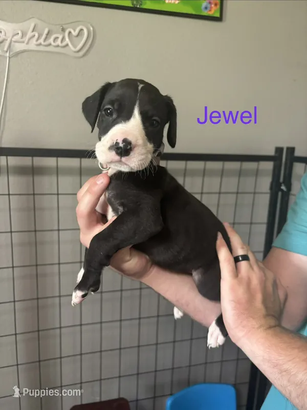 Jewel – Great Dane puppy for sale in Ash Grove, MO