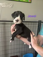 Jewel, a female Great Dane for sale in Ash Grove, MO – 1 of 2