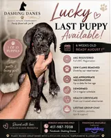 Lucky, a female Great Dane for sale in Ash Grove, MO – 2 of 4