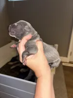Rolly, a male Great Dane for sale in Ash Grove, MO – 3 of 3