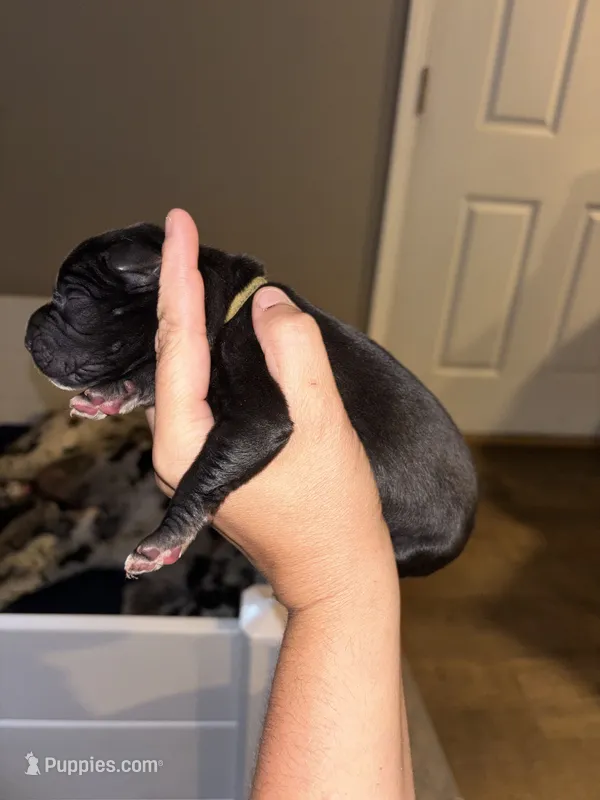 Thunder – Great Dane puppy for sale in Ash Grove, MO