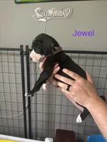 Jewel, a female Great Dane for sale in Ash Grove, MO – 2 of 2