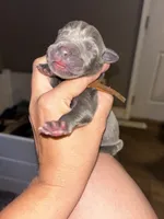 Dolly, a female Great Dane for sale in Ash Grove, MO – 3 of 3