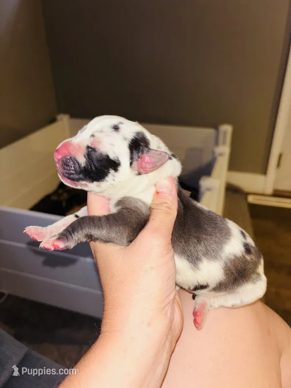 Pongo – Great Dane puppy for sale in Ash Grove, MO