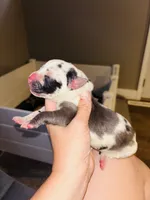 Pongo, a male Great Dane for sale in Ash Grove, MO – 1 of 3