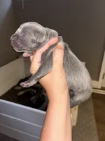 Rolly, a male Great Dane for sale in Ash Grove, MO – 2 of 3