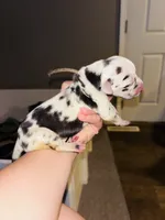 Dottie, a female Great Dane for sale in Ash Grove, MO – 2 of 5